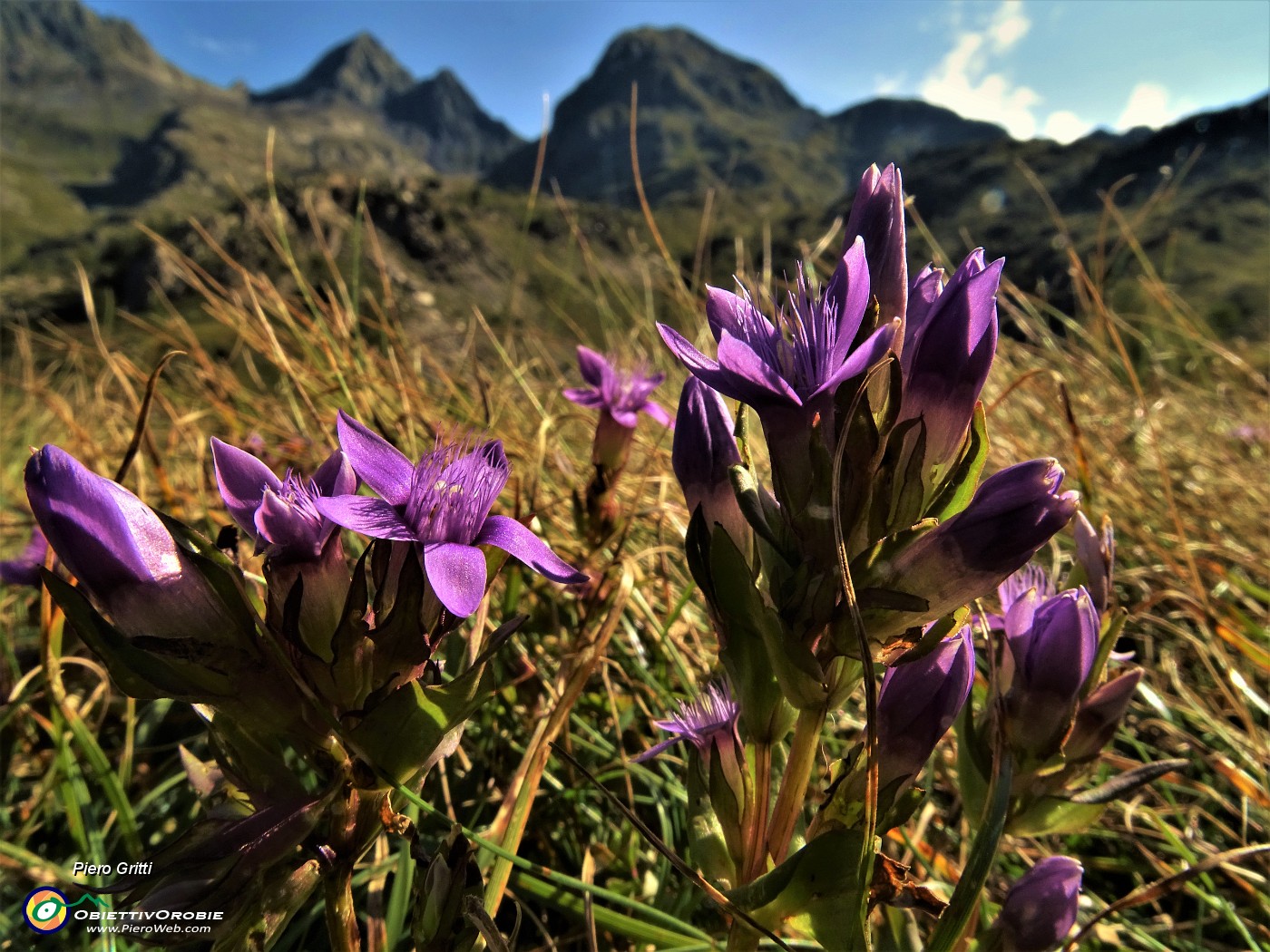 14 Genzianella germanica (Gentianella rhaetica) con vista verso il Pizzo del Diavolo e il Grabiasca.JPG